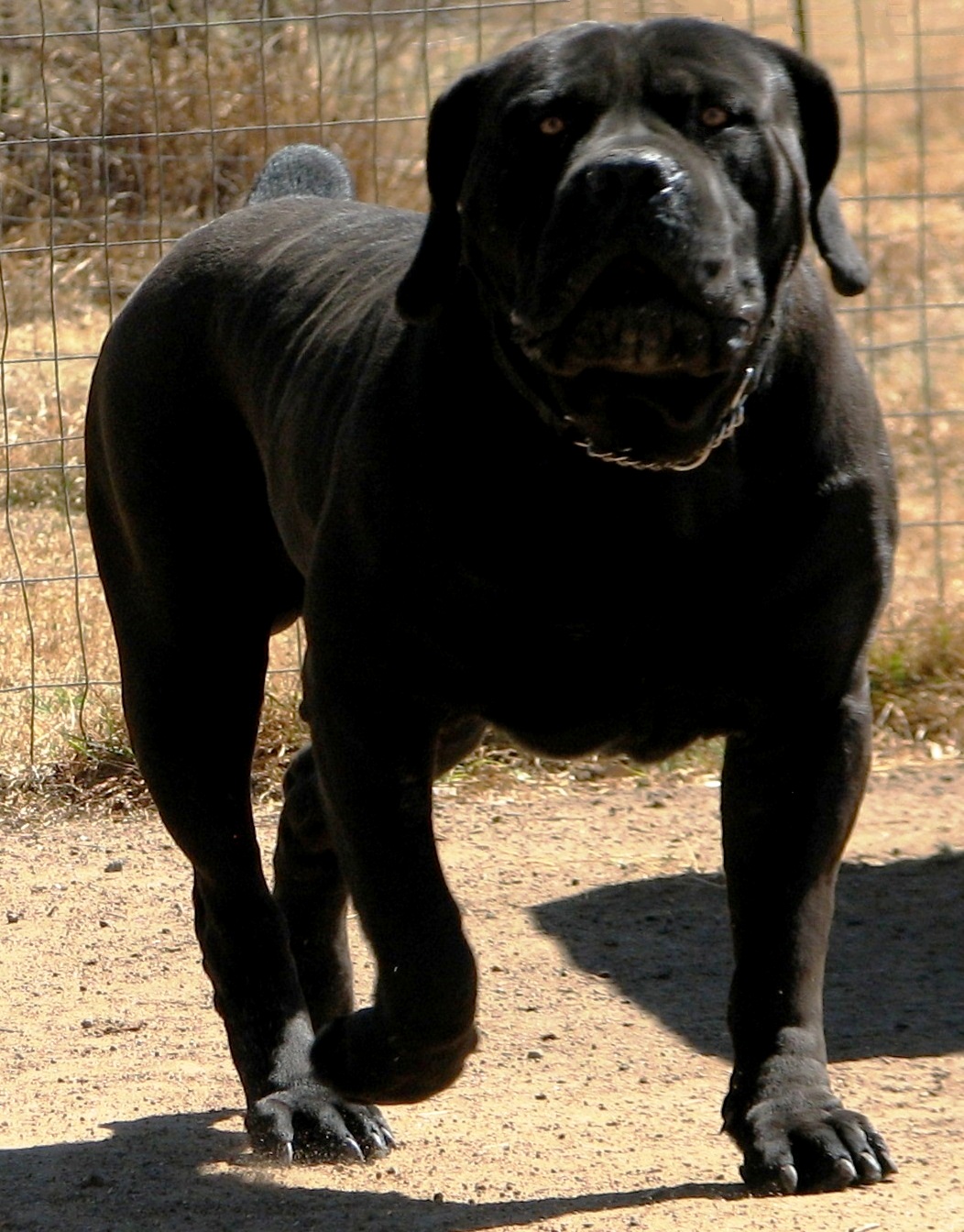 black boerboel dog